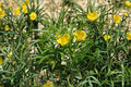 Lucky Nut Seeds – Thevetia peruviana Tropical Ornamental Shrub with Yellow Flowers, 5 Seeds