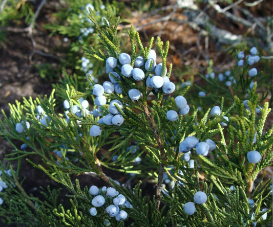 Eastern Red Cedar Juniper Seedlings - Live Evergreen Trees Bare Root Pack of 10 for Bonsai, Landscaping, Privacy, Wildlife Habitats