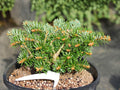 European Silver Fir Seeds – Abies alba Evergreen Conifer for Woodland & Landscape Gardens