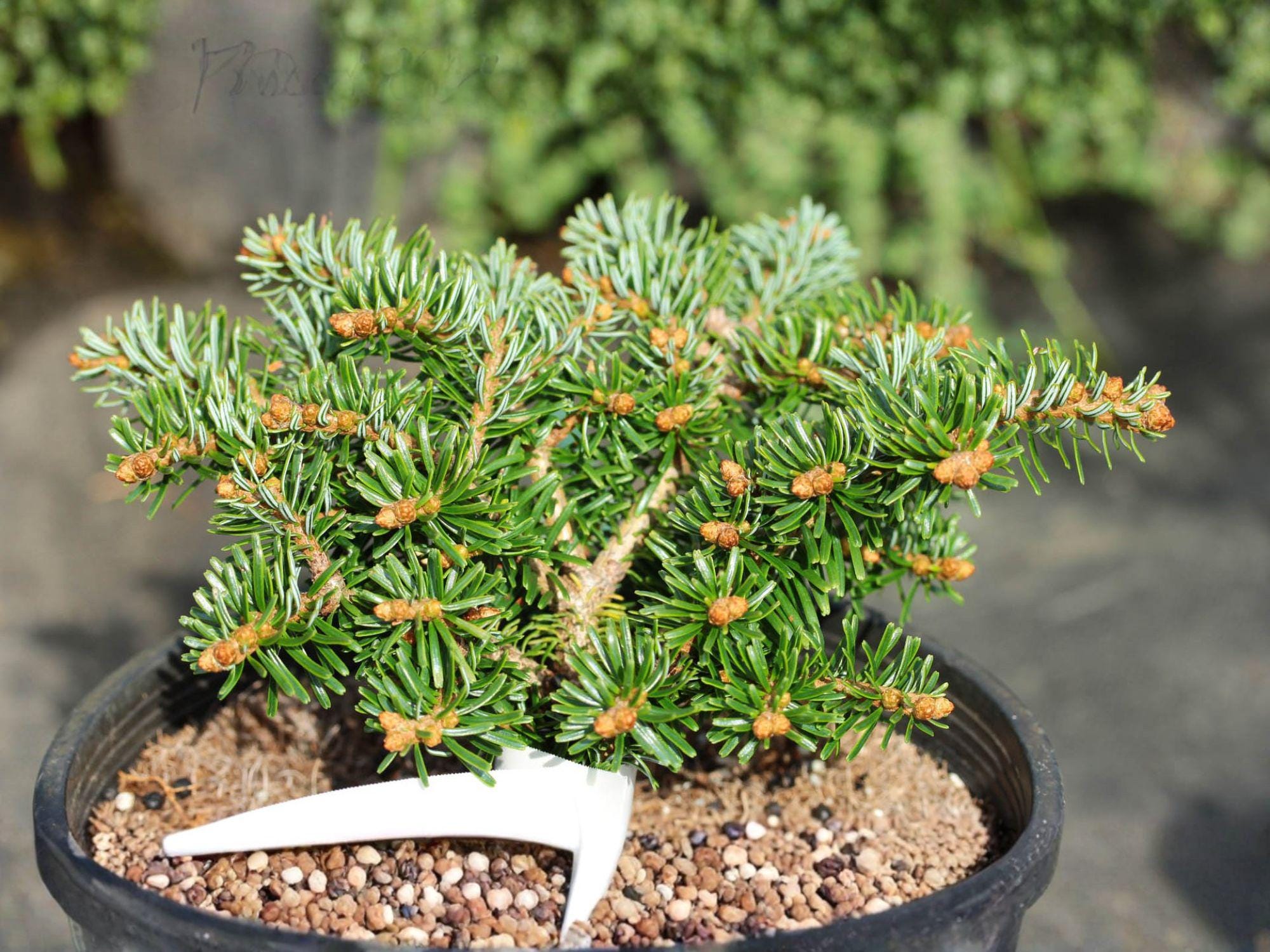 European Silver Fir Seeds – Abies alba Evergreen Conifer for Woodland & Landscape Gardens