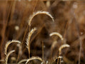 Blue Grama Grass Seeds | Native Prairie Ornamental Grass | Drought Tolerant Bouteloua gracilis for Landscaping