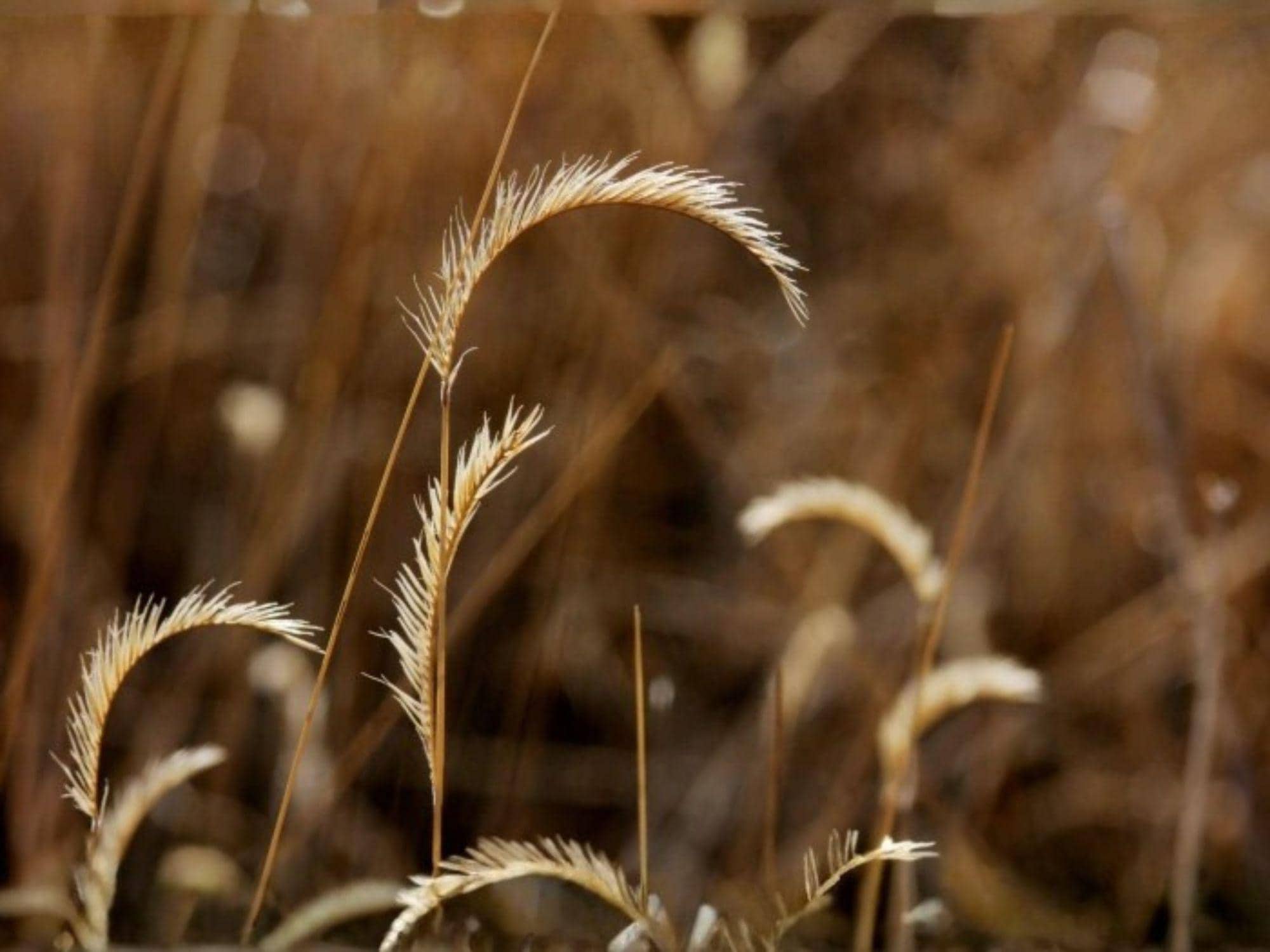 Blue Grama Grass Seeds | Native Prairie Ornamental Grass | Drought Tolerant Bouteloua gracilis for Landscaping