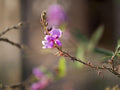 Showy Tick Trefoil Seeds – Native Wildflower for Pollinator Gardens & Prairie Landscapes – Desmodium canadense