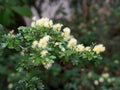 Texas Ebony Seeds for Planting – Pithecellobium flexicaule Exotic Evergreen Tree for Bonsai, Xeriscape & Desert Gardens