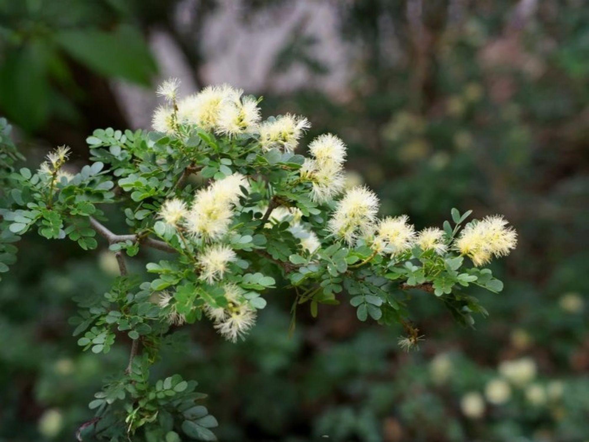 Texas Ebony Seeds for Planting – Pithecellobium flexicaule Exotic Evergreen Tree for Bonsai, Xeriscape & Desert Gardens