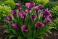 Calla Lily Bulbs - Purple Sensation - Live Flower Plant Bulbs with Vibrant Purple Blooms - Zantedeschia spp.