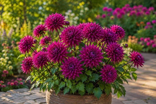 Purple Gem Cactus Dahlia Tuber Clumps - Quilled Petals, Vibrant Purple, Dahlia pinnata, Spring Planting