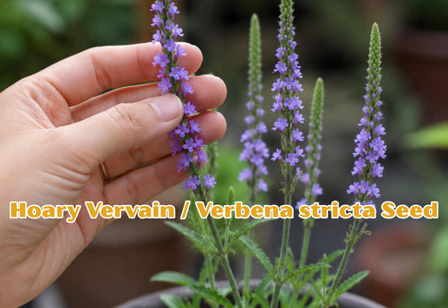 10 Pickerel Weed Seeds | Pontederia cordata Aquatic Pond Plant | Water Garden Marginal Plant with Violet Blue Flowers