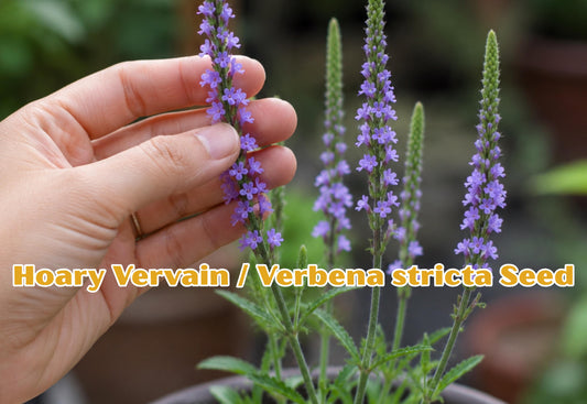 10 Pickerel Weed Seeds | Pontederia cordata Aquatic Pond Plant | Water Garden Marginal Plant with Violet Blue Flowers