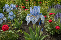 Bearded Iris Seeds - Blue and White Speckled Blooms - Iris germanica - Garden Flower Seeds for Borders, Beds, and Pollinator Attraction