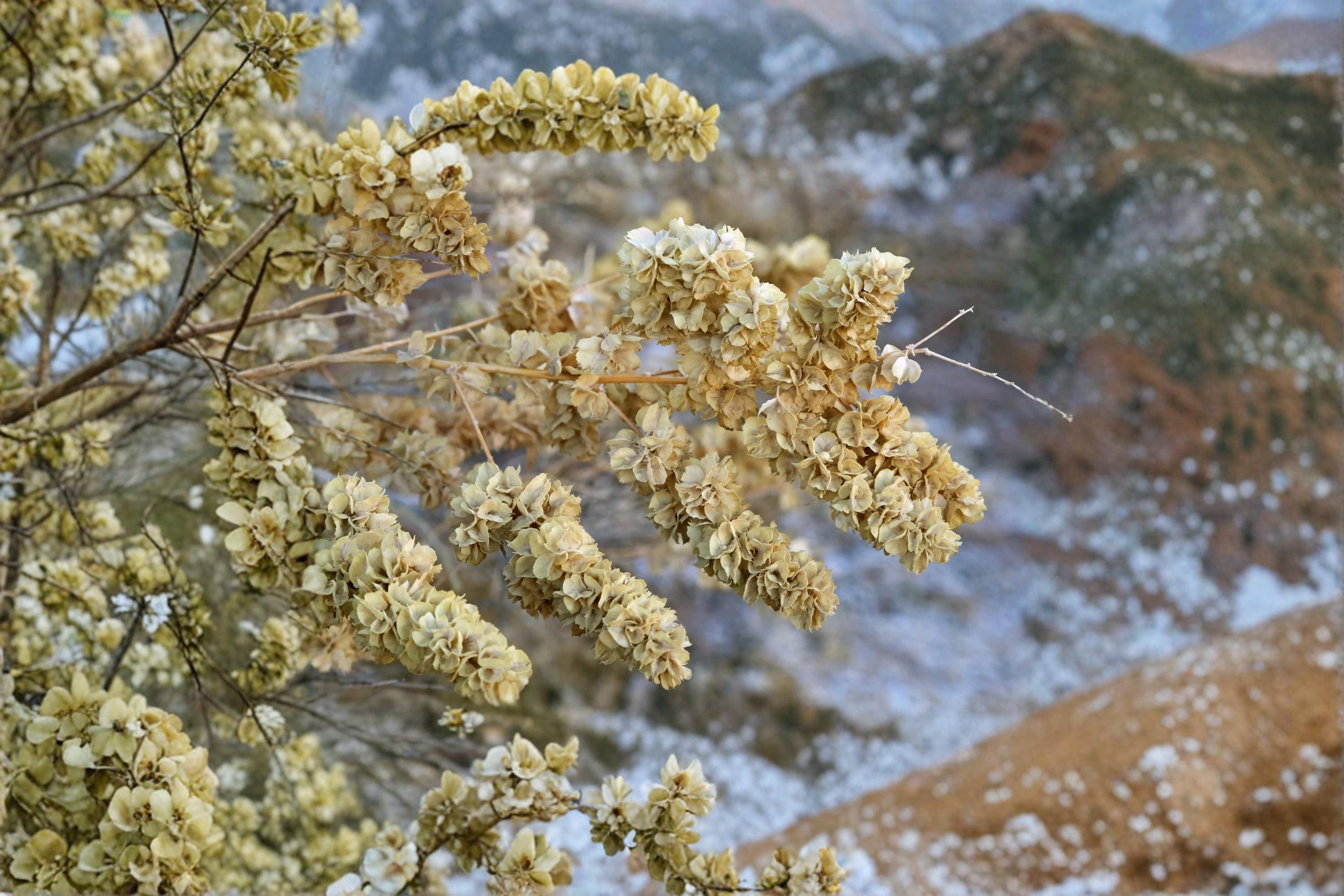 Fourwing Saltbush Seeds – Atriplex canescens Native Drought-Tolerant Shrub for Xeriscape & Wildlife Gardens