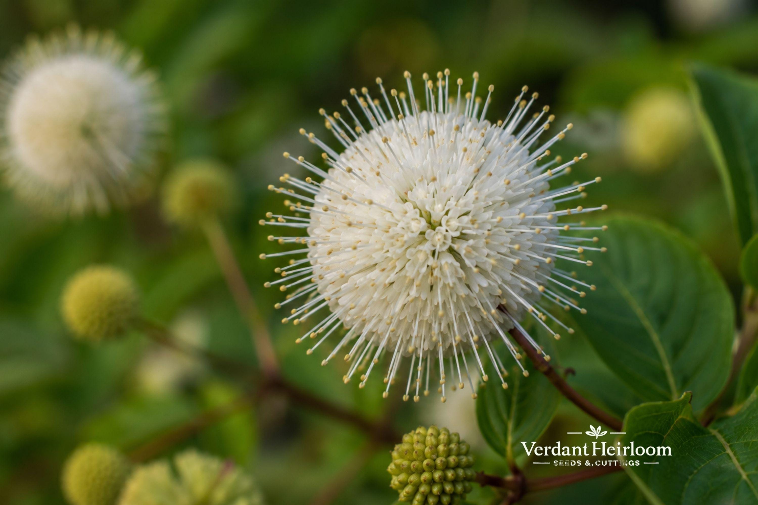 Swamp Aster Seeds (Symphyotrichum puniceum) – Native Perennial with Bright Purple Blooms for Wetlands & Pollinator Gardens