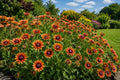 500 Rudbeckia Seeds - Rustic Orange Black Eyed Susan - Autumn Colors - Rudbeckia hirta - Zones 3-9