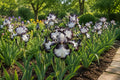 Black-and-White Bearded Iris Seeds - 50 Dramatic Ruffled Bicolor Blooms - Iris germanica Garden Flower Seeds