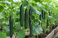 Asian Suyo Long Cucumber Seeds, Heirloom Non-GMO, Long Cucumis sativus for Salad and Pickling, 60 Pack