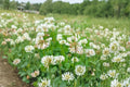 Dutch White Clover Seeds – Trifolium repens Perennial Ground Cover for Lawns, Erosion Control, Cover Crops