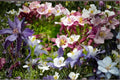 McKana Columbine Seeds – Multicolor Aquilegia x hybrida Perennial Wildflower for Borders & Pollinator Gardens