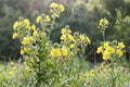 Evening Primrose Seeds – Oenothera biennis – Wildflower, Yellow Blooms, Pollinator-Friendly, Garden & Meadow Planting