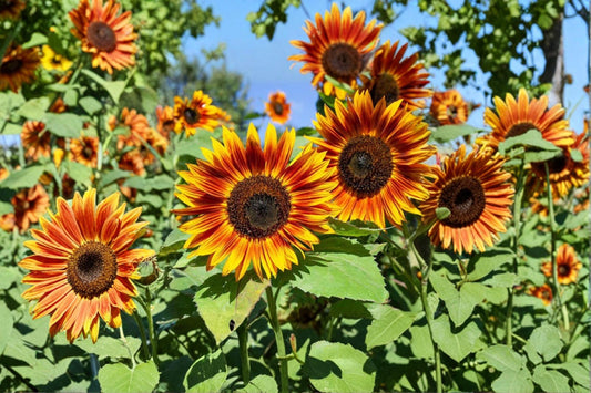 Red Sun Sunflower Seeds – Helianthus annuus – Burgundy, Bronze, Copper Blooms, Tall Annual Flower, 50 Seeds