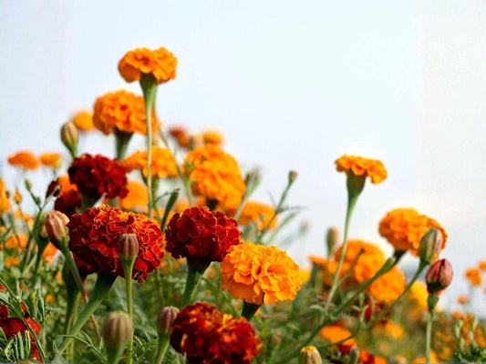 French Marigold Seeds – Petite Mixture, Dwarf Tagetes patula for Borders, Containers & Pollinator Gardens