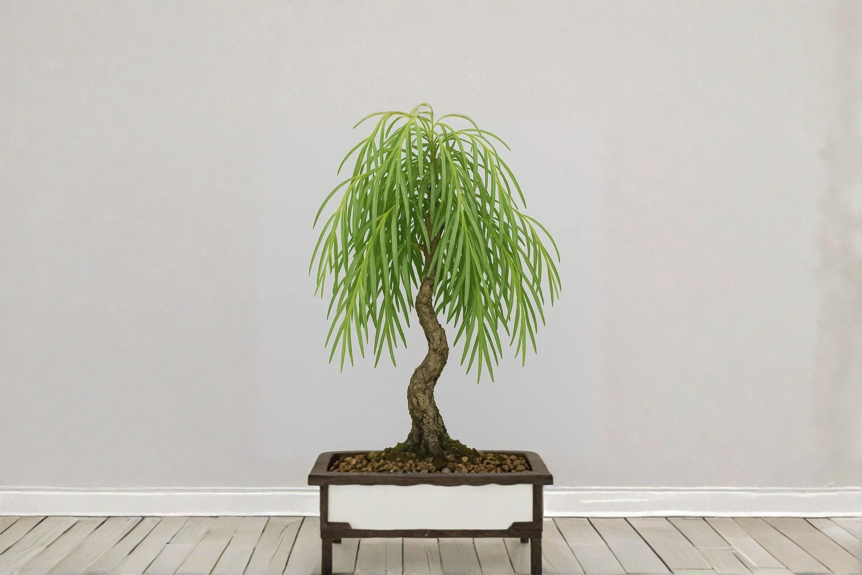 Dwarf Australian Weeping Willow Bonsai Cutting – Salix sp. Live Propagation Starter