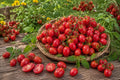 200pcs Heirloom Cherry Pink Grape Tomato Seeds – Non-GMO Organic Vegetable Garden Planting Solanum lycopersicum