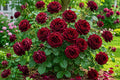 Black Velvet Rose Seeds - 50 Premium Rosa 'Black Velvet' Dark Blooms for Garden, Border, Container Planting