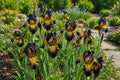 Bearded Iris Seeds - 50 Pack - Black and Gold Iris with Yellow Beard - Iris germanica - Garden Flower Seeds