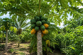 50pcs Red Heart Creamy Papaya Seeds - Carica papaya for Home Garden, Organic Fruit Seeds, Tropical Fruit Tree, Easy to Grow