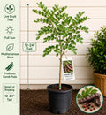 Carob Live Fruit Tree – 12-24 Inches Tall – Ceratonia siliqua – Mediterranean Evergreen Fruit Tree for Edible Gardens