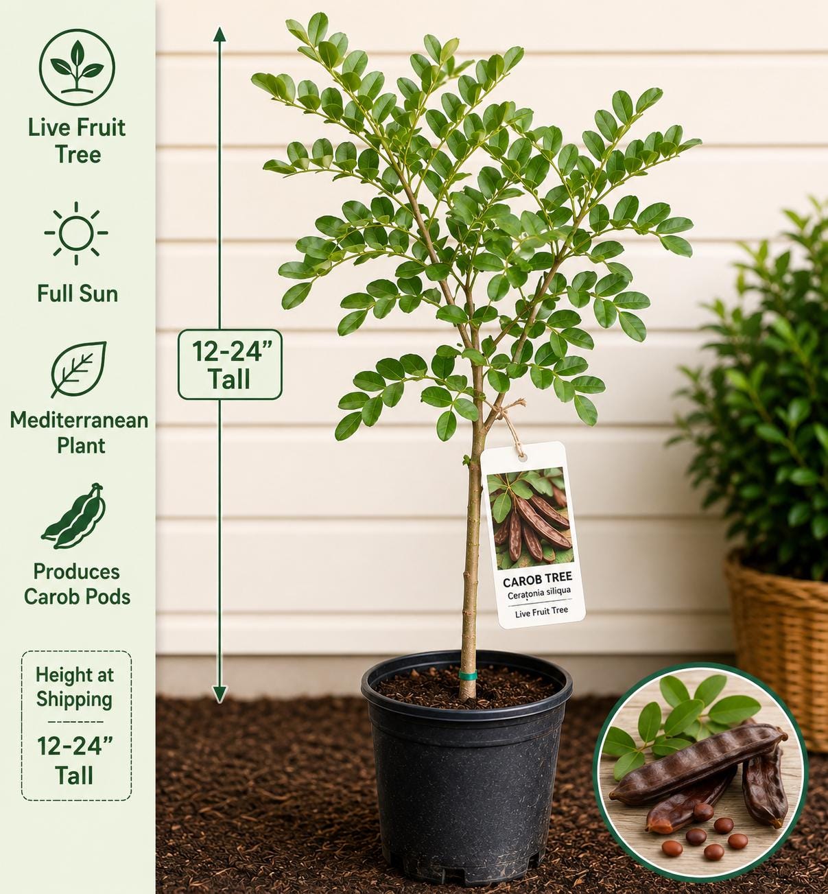 Carob Live Fruit Tree – 12-24 Inches Tall – Ceratonia siliqua – Mediterranean Evergreen Fruit Tree for Edible Gardens