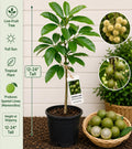 Spanish Lime Live Fruit Tree – Melicoccus bijugatus – Tropical Edible Landscape Plant – 12–24 Inches Tall