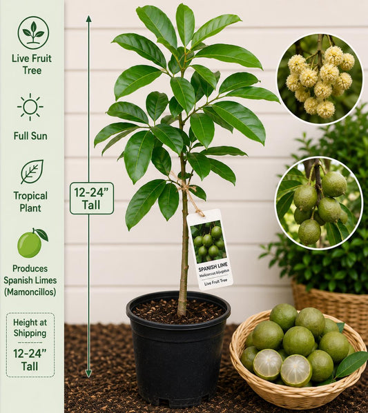Spanish Lime Live Fruit Tree – Melicoccus bijugatus – Tropical Edible Landscape Plant – 12–24 Inches Tall