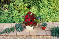 Caladium Buck Bulbs – Caladium bicolor Tropical Foliage Plant for Shade Gardens and Containers, Vibrant Decorative Leaves