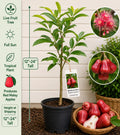 Red Malay Apple Live Fruit Tree – Syzygium malaccense – Tropical Edible Landscape Plant, 12–24 Inches Tall