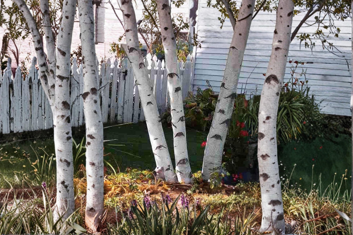White Paper Birch Seedlings – Betula papyrifera Live Trees for Landscaping and Gardens