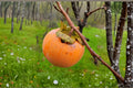 Japanese Persimmon Seeds – Diospyros kaki Fruit Tree for Home Garden and Orchard Planting