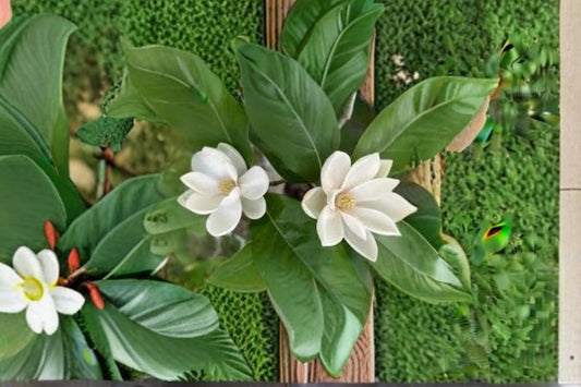 Sweetbay Magnolia Seeds – Magnolia virginiana Flowering Tree with Fragrant White Flowers, Ornamental Landscape Plant
