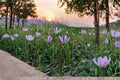 Midland Shooting Star Wildflower Seeds – Dodecatheon meadia Perennial Native Prairie Plant, Spring Blooms, Pollinator-Friendly