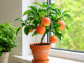 Mini Sweet Bell Pepper Seeds, Red Yellow Orange Mix, Snack Pepper, Capsicum annuum, Compact Bushy Plant, Garden Vegetable