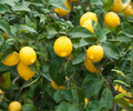 Dwarf Lemon Tree Live Citrus Plant Bare Root Sapling Indoor Outdoor Fruiting, Citrus limon