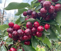 Dwarf Cherry Tree Seedlings Live Self-Pollinating Fruit Plants for Containers, Patio, Backyard - Prunus avium