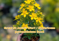 Coreopsis basalis Seeds - Golden Wave Tickseed Wildflower for Butterfly Gardens, Drought Tolerant, Bright Yellow Flowers, Pollinator Attracting