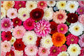 Mixed Dahlia Tuber – Colorful Ornamental Flowering Plant – Dahlia pinnata for Garden Beds & Containers
