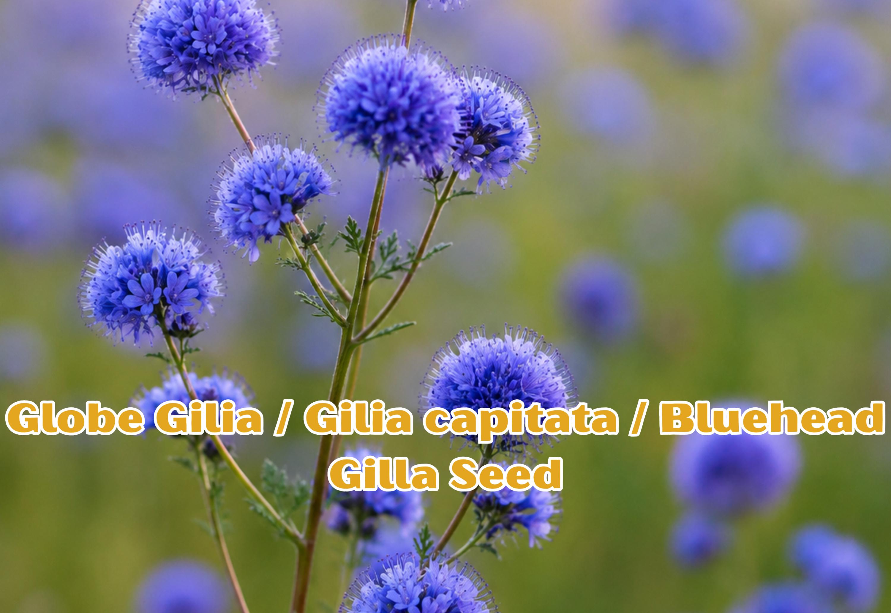 Dalea purpurea Seeds - Purple Prairie Clover Wildflower for Pollinator Gardens, Drought Tolerant Perennial, Native North American Plant