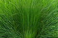 Elephant Grass Seeds | Pennisetum purpureum | Ornamental Tall Grass for Landscaping & Privacy Screening