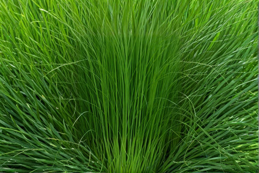 Elephant Grass Seeds | Pennisetum purpureum | Ornamental Tall Grass for Landscaping & Privacy Screening