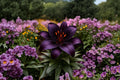 Blackstone Lily Bulbs – Lilium asiatic, Deep Burgundy Asiatic Lily for Garden Borders & Flower Beds