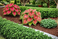 Crimson Sky Caladium Bulbs – Caladium bicolor, Colorful Shade Foliage Plant for Gardens & Containers