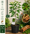Cinnamon Live Tree 12–24 Inches Tall – Cinnamomum verum – Aromatic Evergreen Tropical Plant for Gardens and Containers